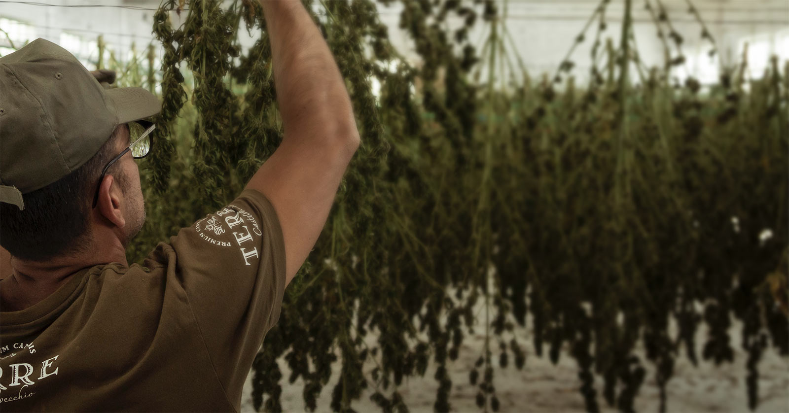 Drying And Curing Weed: The Why, How, And What Of Perfect Buds - Gro-Up